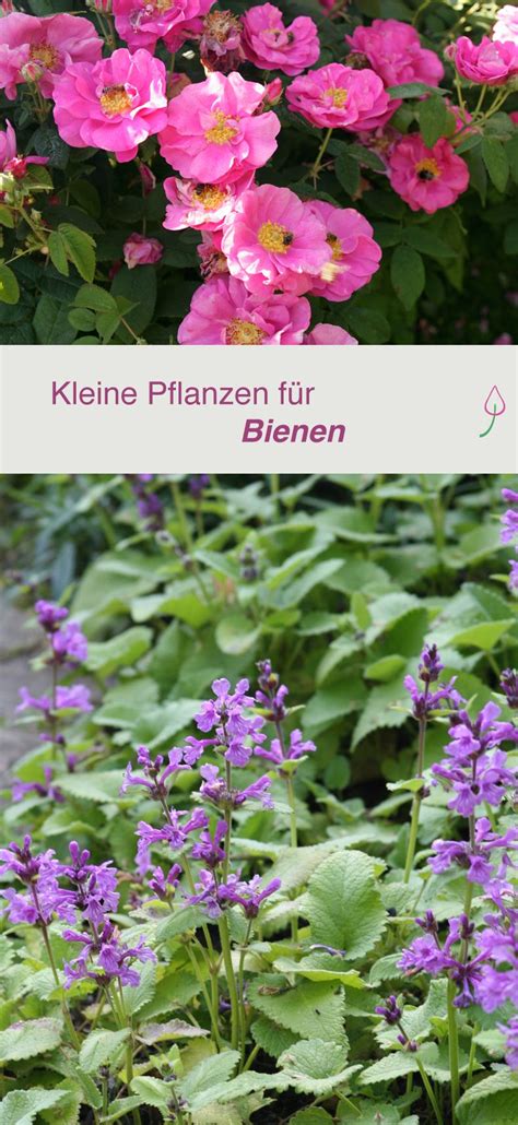 Wer seinen garten bienenfreunlich bepflanzen möchte, dem bieten sich zahlreiche möglichkeiten. 13 bienenfreundliche Stauden für den kleinen Garten ...