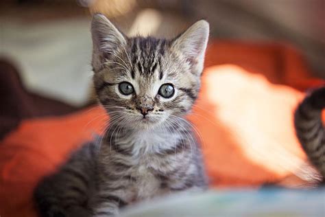 Help Best Friends Animal Society Prepare For 2900 Kittens