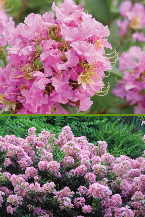 Buy Dazzle Me Pink Dwarf Crape Myrtle For Sale Online From Wilson Bros