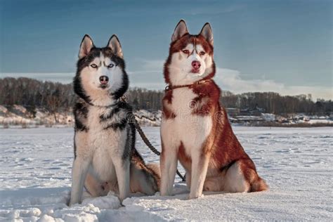 Siberian Husky Dogs On The Background Of Winter Landscape Husky