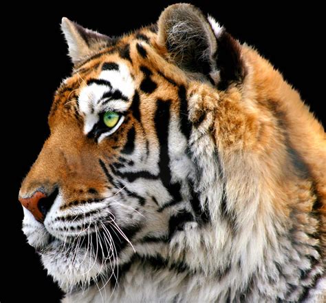 Tiger Portrait By Tlcphotography730 On Deviantart