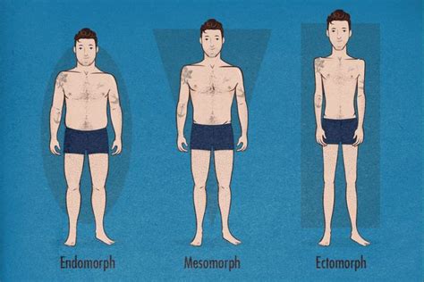 Which Of The Following Describes An Endomorph Body Type Celiakruwheath