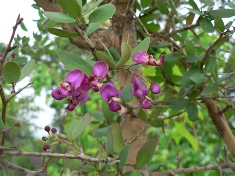 West African Plants A Photo Guide Securidaca Longipedunculata Fresen