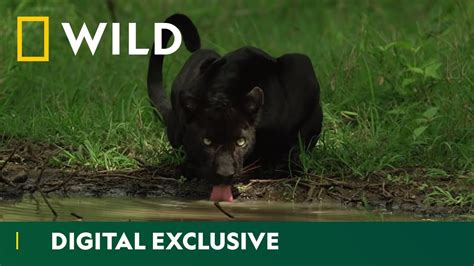 hiding in the shadows the real black panther national geographic wild uk