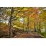 Autmn Woodland Walk Photo & Image  Landscape Forest Nature Images At