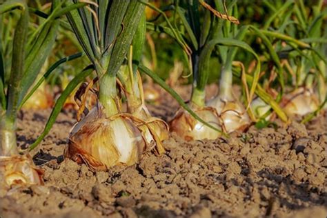 Plandu Onion Allium Cepa Ayurvedic Properties And Dosage