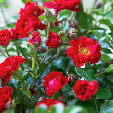 It S A Breeze Rose 2 Gallon Low Growing Groundcover Semi Evergreen Flowering Shrub With Red