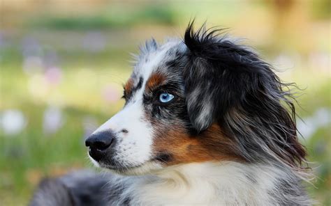Herunterladen Hintergrundbild Border Collie Süße Hunde Tiere Schnauze Blaue Augen Britische