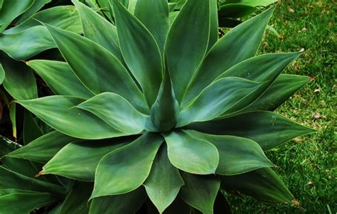 Agave Attenuata Plant Care Plantly