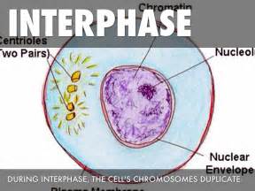 Check spelling or type a new query. Mitosis by davisam