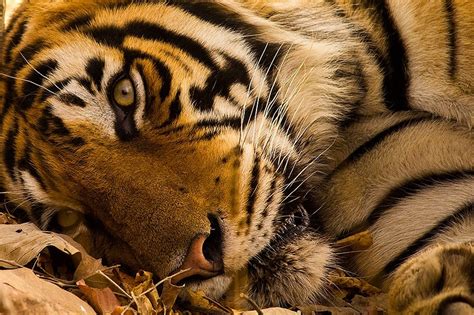 Wildlife Photography Courses In India Sudhir Shivaram Photography