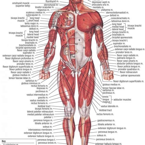 Female Human Anatomy Diagram Koibana Info Muscular System Human
