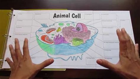 Animal And Plant Cell Foldable Biology Cell Structure Function The
