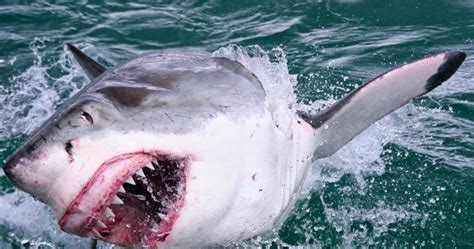 Rekiny Coraz Częściej Atakują Ludzi Możliwe Wyjaśnienie Przeraża