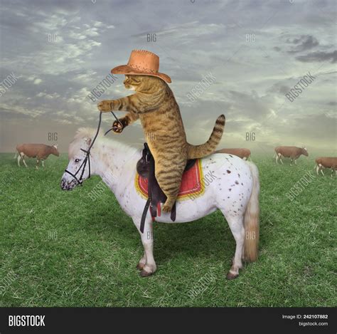 Cat Cowboy On Horse Image And Photo Free Trial Bigstock