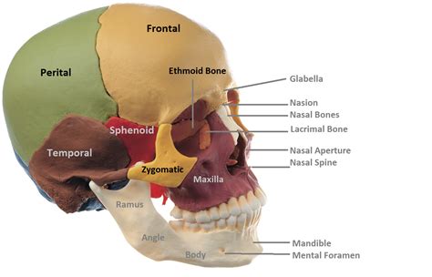 Anatomy Made Easy : Anterior View of Skull