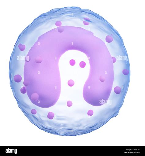 Monocyte Hi Res Stock Photography And Images Alamy