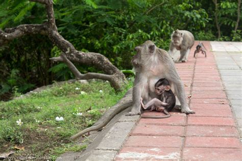 View Of The Day Monkeys In Bali Indonesia