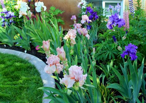 Using Tall Bearded Iris In Your Landscape Sowing The Seeds