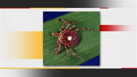 Bite Of Oklahomas Lone Star Tick May Spark Meat Allergy