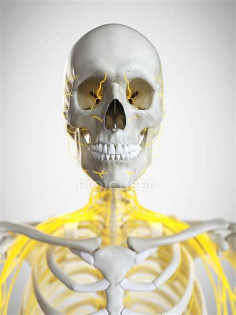 Nerves Of Human Neck Computer Illustration — Biology Skeleton