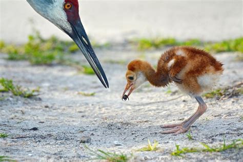 Sandhill Cranesfood Lesson Audubon Everglades