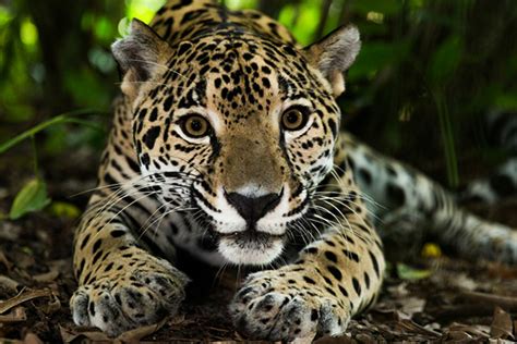 México Alberga El 10 De La Biodiversidad Mundial El Chiltepnmx