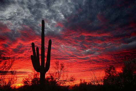 Saguaro Sunset Saguaro Cactus Silhouette At Sunset Lost D Flickr
