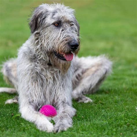 16 Pictures That Prove Irish Wolfhound Are Perfect Weirdos Page 3 Of