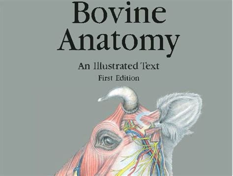 Bovine Anatomy An Illustrated Text First Edition Pdf Pdf Library