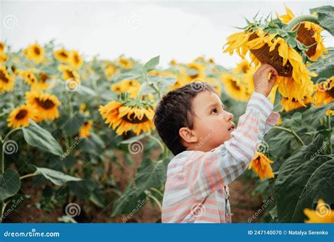 Adorable Little Kid Boy On Summer Sunflower Field Outdoor Happy Child