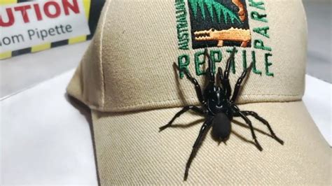 Australian Reptile Park Giant Funnel Web Spider Found