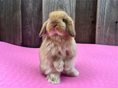 Holland Mini Lop Rabbits For Sale Hayward Ca 214012