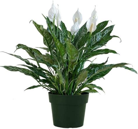 Graceful Peace Lilies Can Even Survive In A Windowless Room In 2021