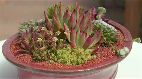 Beautiful Succulent Container Garden May 2018 Youtube