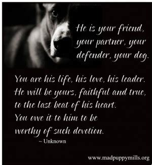 We love dogs & are so grateful for the endless joy they bring to our lives #doglove dog memes: Inspirational Quotes Service Dogs. QuotesGram