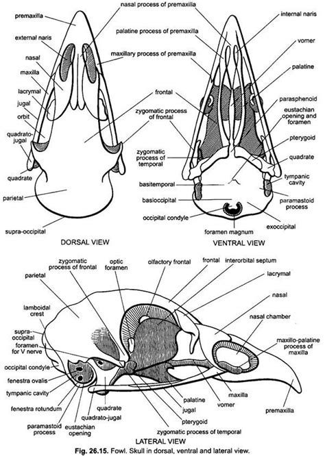 Diagram Of Back Of Skull