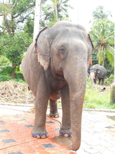 Happy Diwali Elephants In Kerala