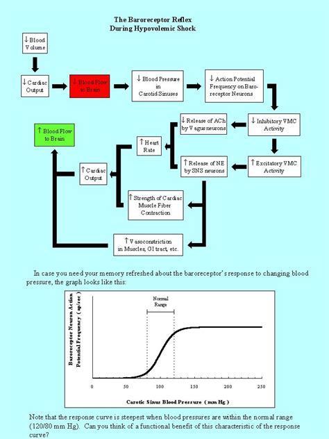 The Baroreceptor Reflex Nursing Education Physiology Vet School