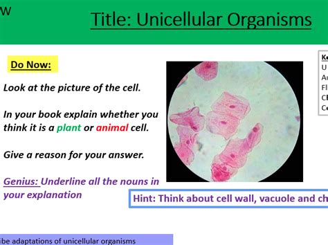 Unicellular Organisms Teaching Resources