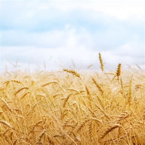 Wheat Field Ipad 2 Wallpaper Tutorialchip