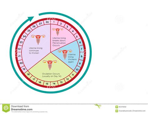 Calendario Del Ciclo De La Fertilidad De Las Mujeres Con Diversas