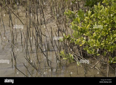 Black Mangrove Avicennia Germinans On Saltmarsh Edge With