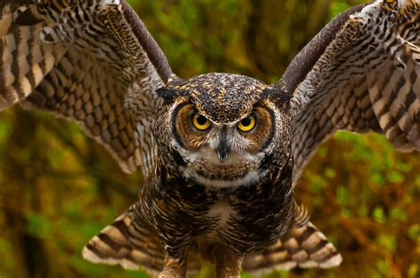 Great Horned Owl Bubo Virginianus Alaska Wildlife Foundation