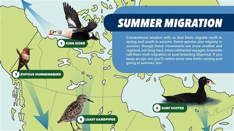 These 8 Unexpected Migration Routes Give You Reason To Go Birding In