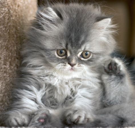 Grey Persian Kitten Images Kitten