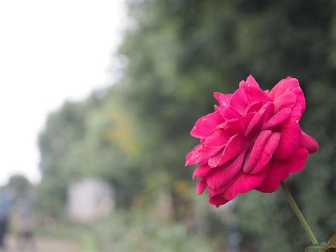 Red Rose Park Free Photo On Pixabay Pixabay