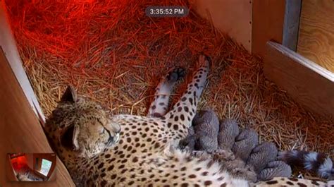 Photos The Wilds Welcomes Six Healthy Cheetah Cubs 614now