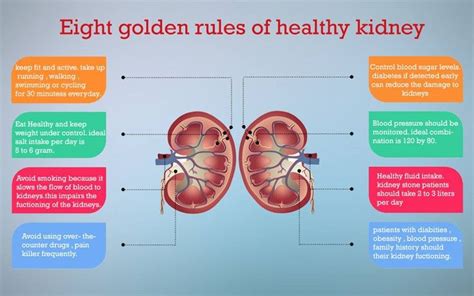 8 Golden Rules To A Healthy Kidney Kidneys Are One Of The Important