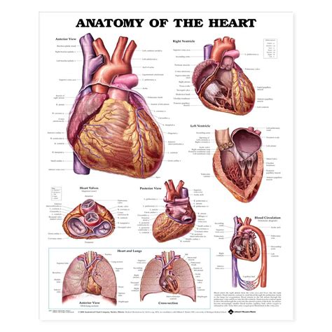 Anatomy Of The Heart Anatomical Chart